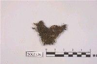 藏品(走燈苔屬)的圖片